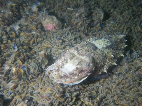 Petite seiche en ballade